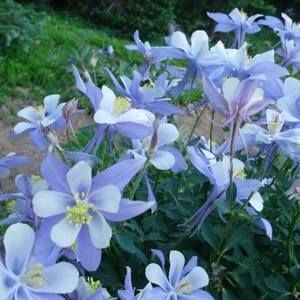 Meet your Posher, Annie